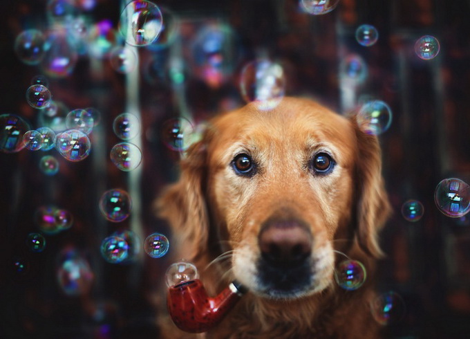 Счастливые собаки. Фотопроект от Jessica Trinh (7)