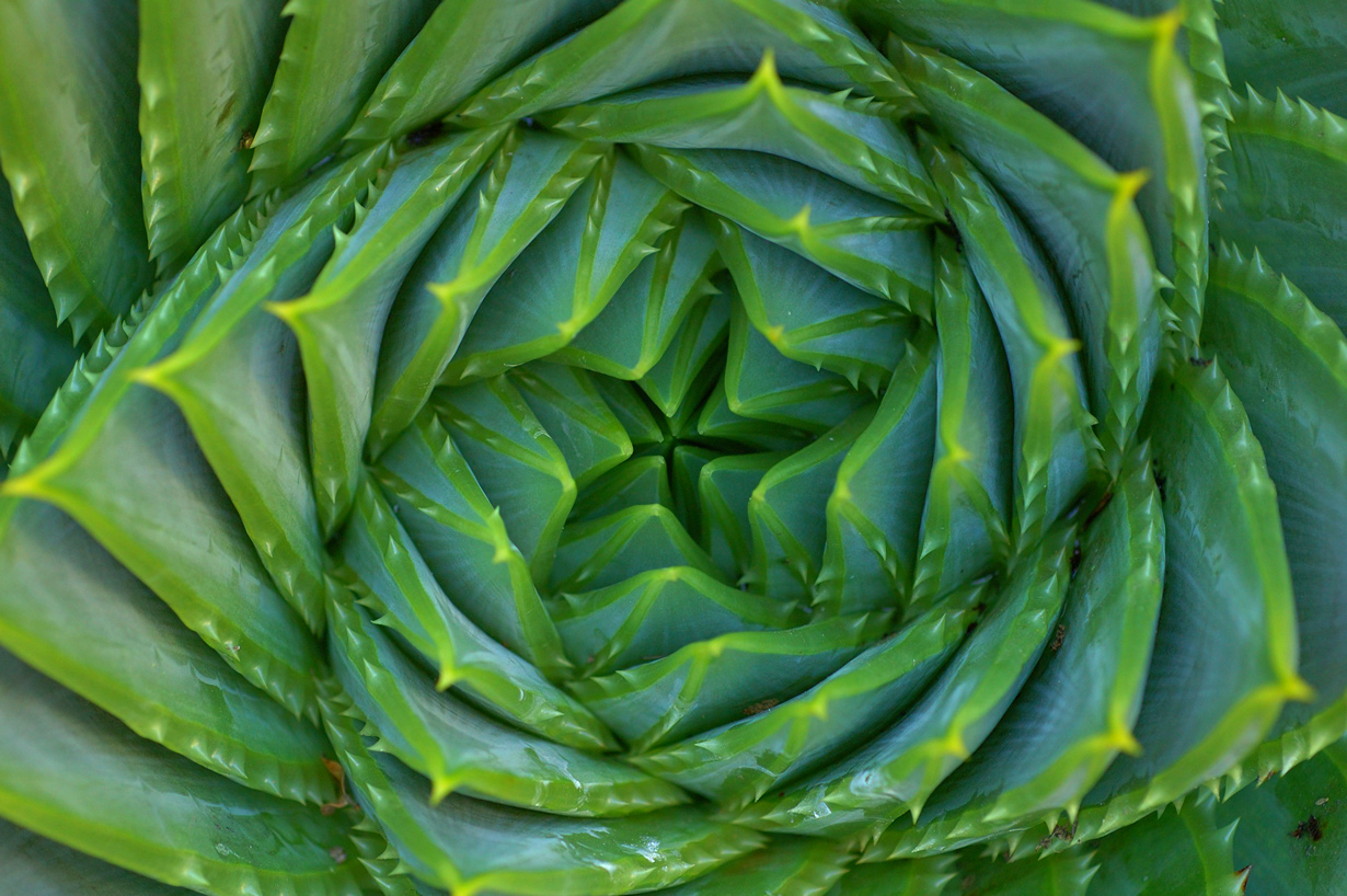 Алоэ в природе. Суккуленты Алоэвидные. Алоэ Полифилла. Aloe polyphylla - алоэ спиральное. Алоэ барбаденсис Миллер.