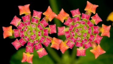 Растение Jeweled Carpet