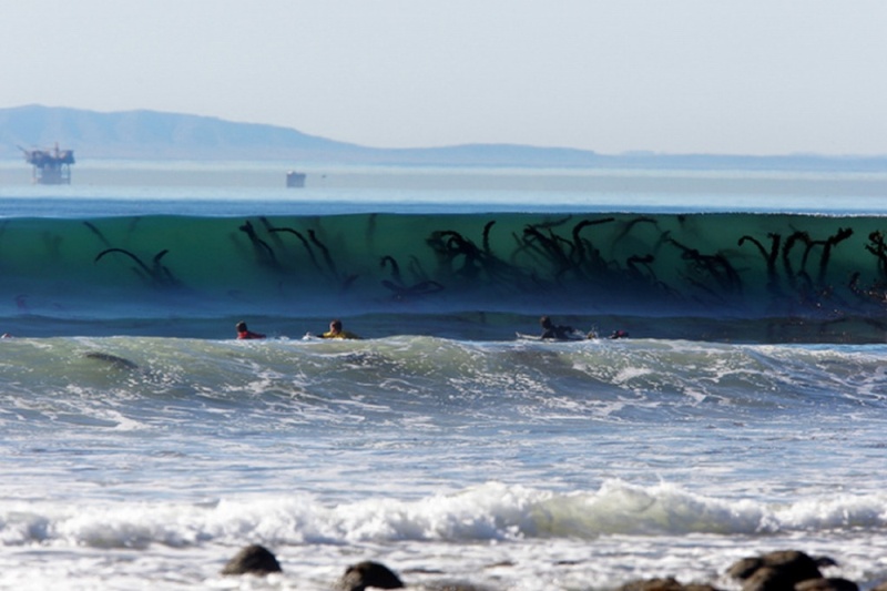 Гигантские водоросли в набегающей волне, похожи на щупальца морских чудовищ .