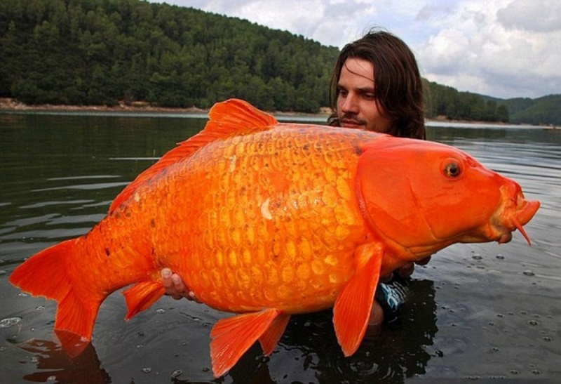 Фотошоп отдыхает - 15-килограммовая золотая рыбка! Этот карп был пойман на юге Франции.