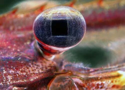 Глаз креветки Palaemonidae