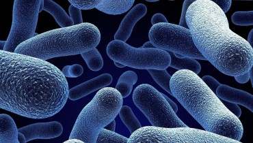 Факты о бактериях