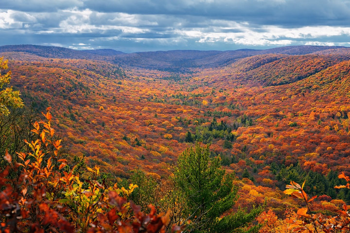 леса на холмистой местности Пенсильвании