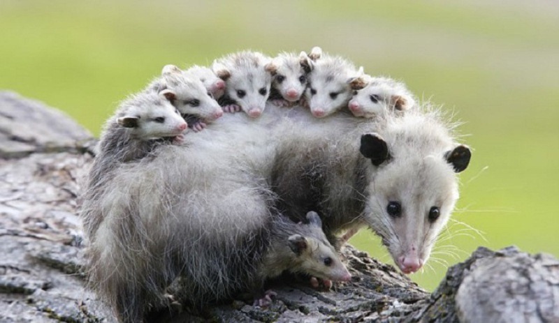 Possumy i opossumy