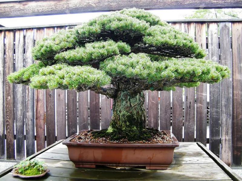 10. 390-летнее дерево бонсай, которое уцелело после атомного взрыва в Хиросиме