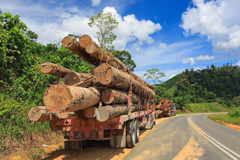 Дикая природа вырубка леса факты о масле