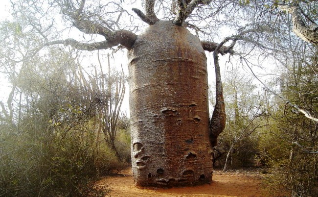 Баобаб самое большое дерево