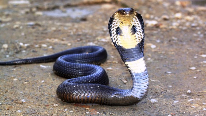 самые опасные змеи - 7