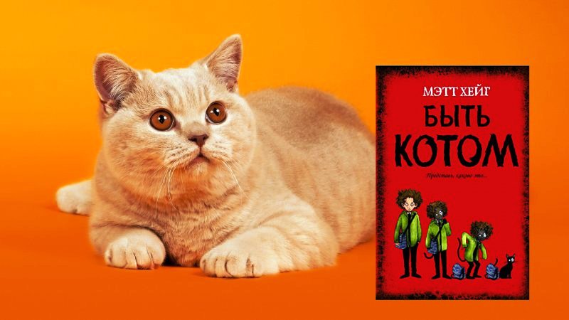 Книги про котов _6
