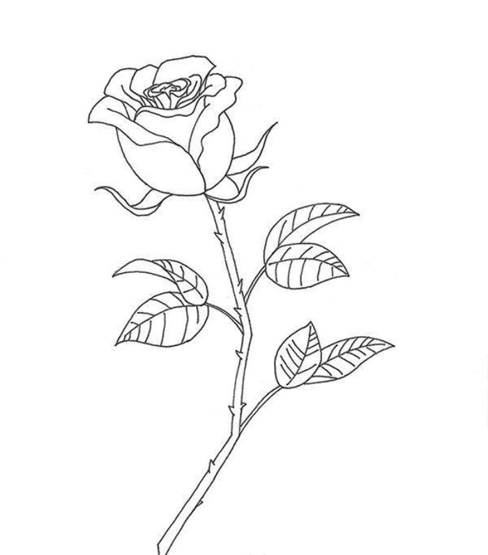 Как нарисовать розу карандашом пошагово