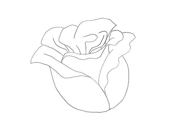 Бутон розы с лепестками нарисован на бумаге