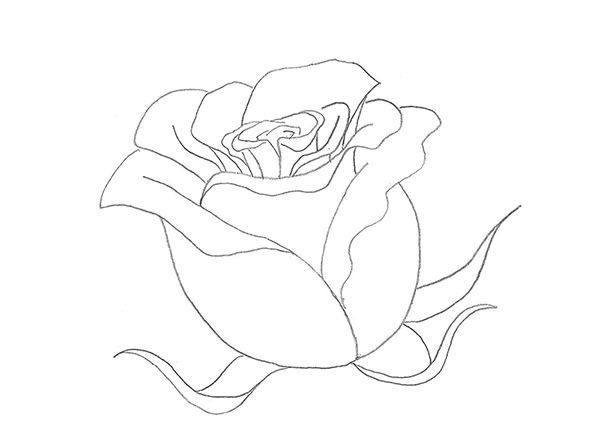 Этап рисования розы следующий
