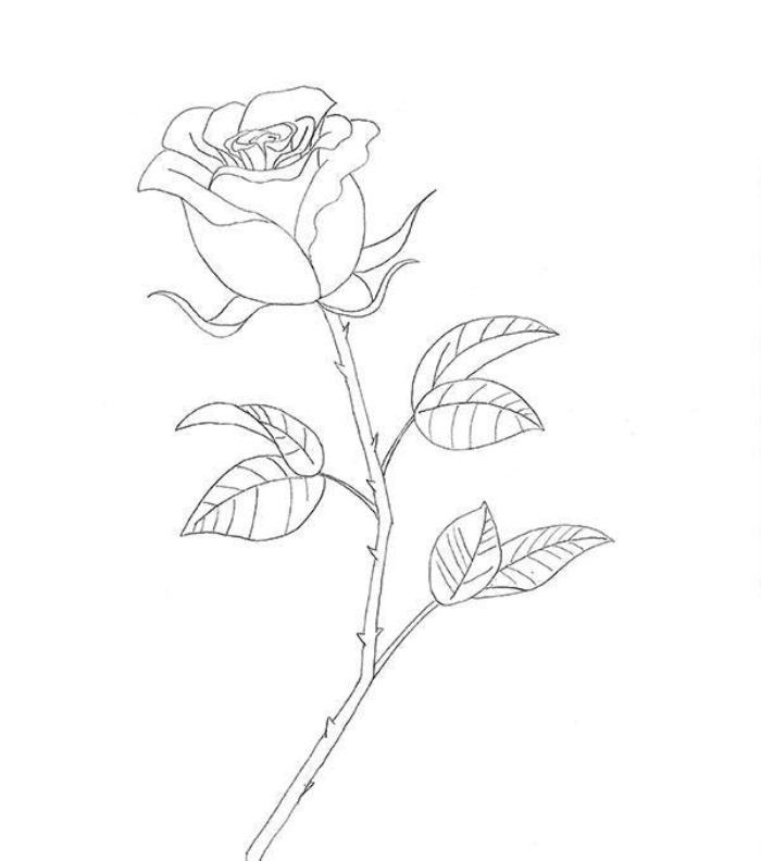Как нарисовать розу карандашом на бумаге