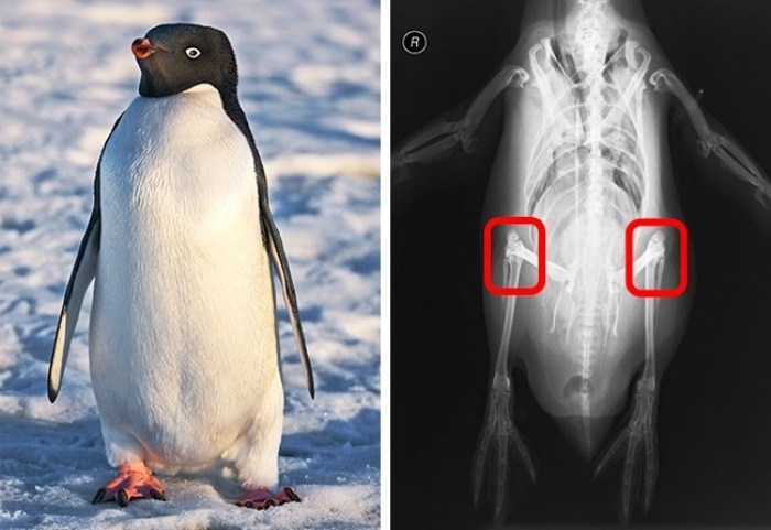 Есть ли перья у пингвинов фото