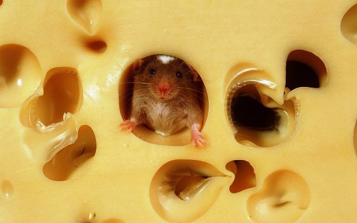 Мыша и сыр
