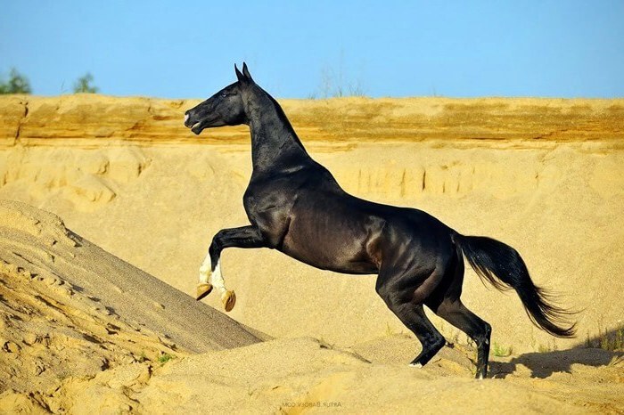 Фото Лошадей Мира