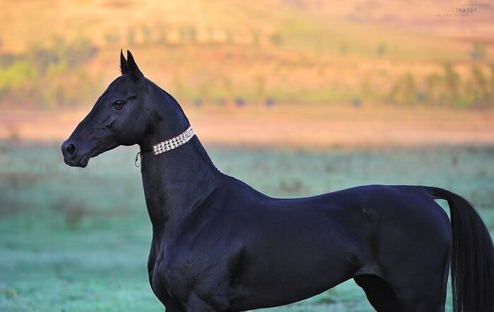 Самые красивые лошади в мире фото настоящие