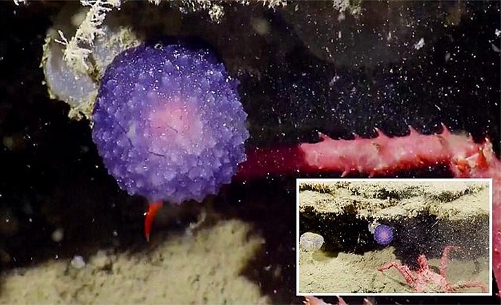 Этот сиреневый шарик с нормандских островов озадачил учёных подводного мира...
